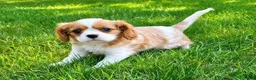 Cavalier King Charles Spaniel dogs for sale: Cavalier King Charles Spaniel (Rosie) - Ad 3