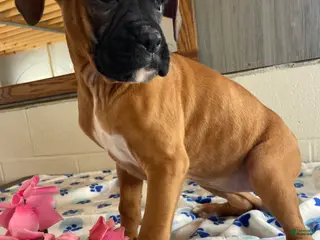 Boxer dogs Brandy - Ad 28
