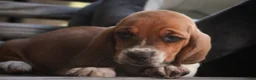 Basset Hound dogs for sale: Otis Basset Hound  - Ad 6