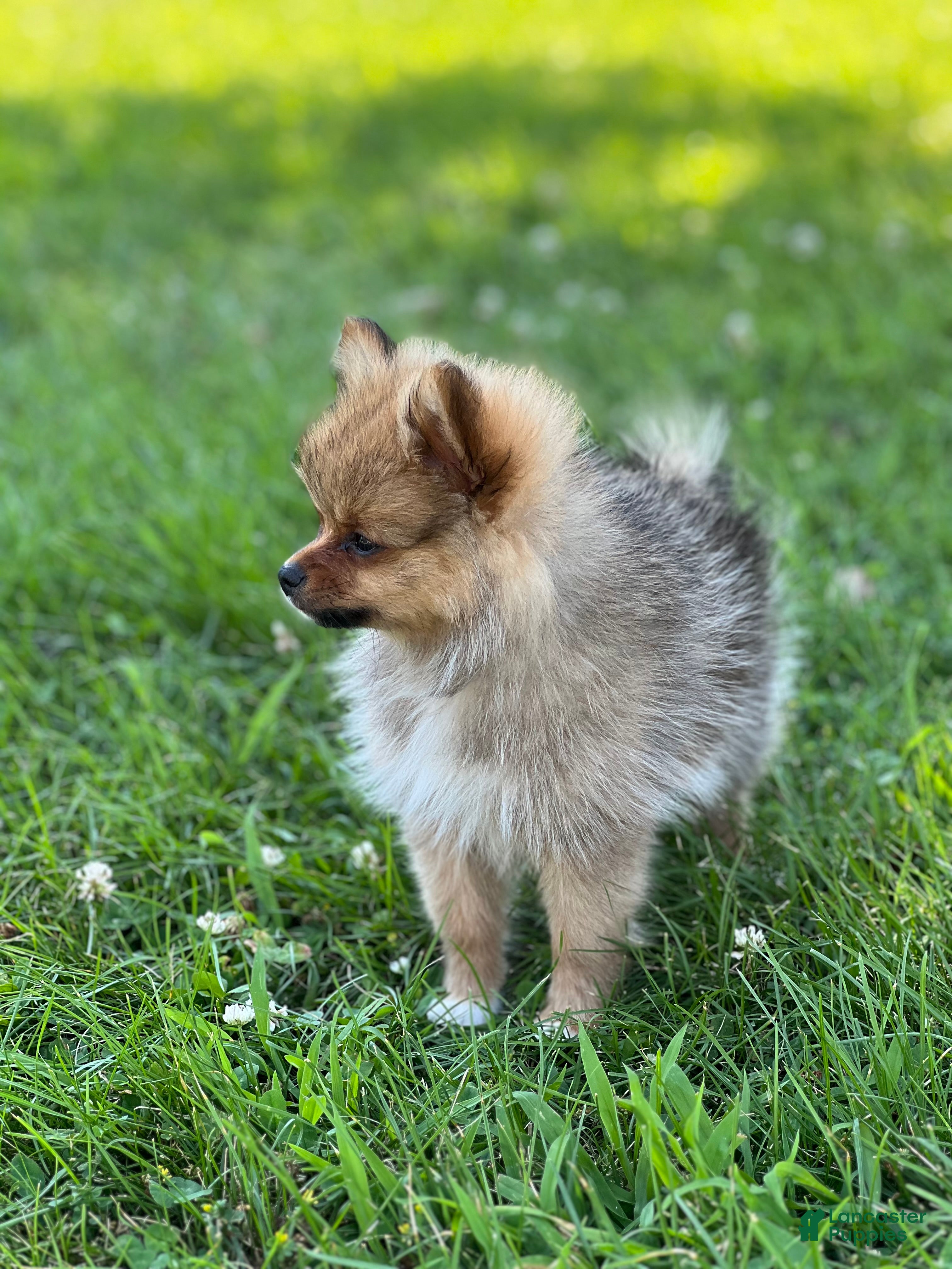 Pomeranian dogs Ruby - Ad 2