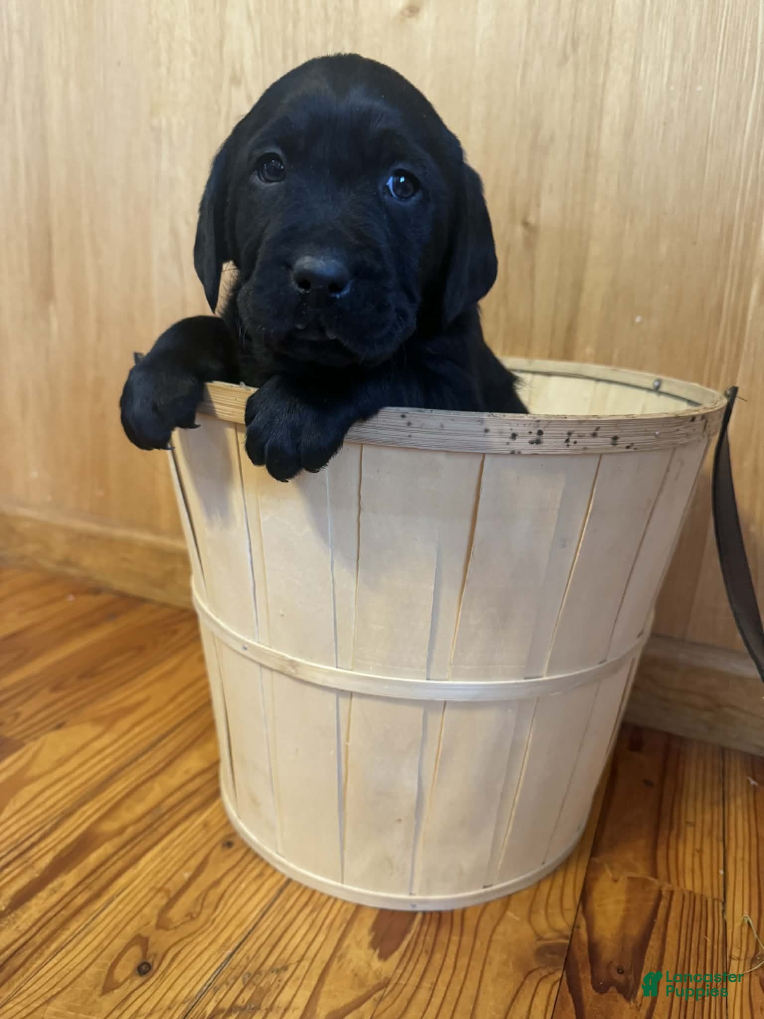 Labrador Retriever dogs Forest - Ad 35