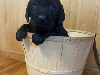 Labrador Retriever dogs Forest - Ad 35