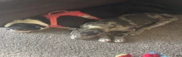 Mixed Breed dogs for sale: Mixed Breed 1 - Ad 6