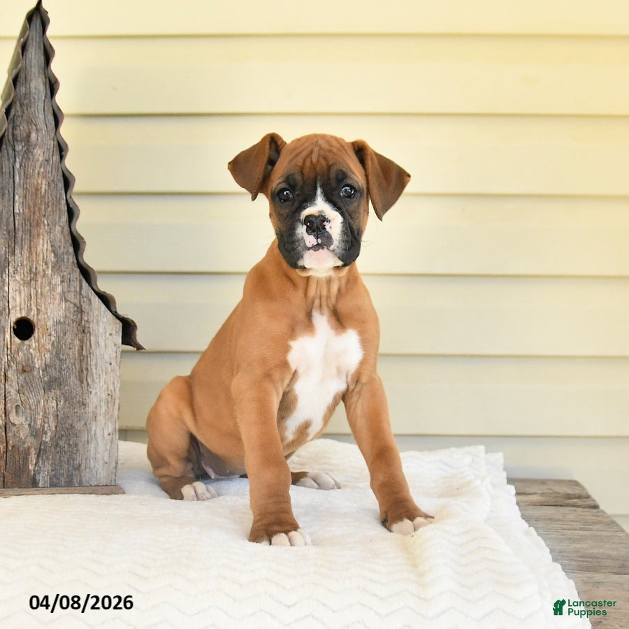 Boxer dogs Molly - Ad 1