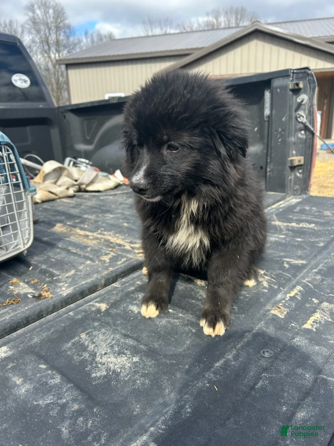 Australian Shepherd dogs for sale: Lady - Ad 2