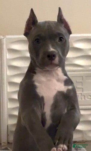 American Bully dogs Star - Ad 2