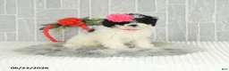 Bichpoo dogs for sale: Miss Patty - Ad 5