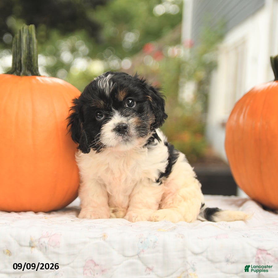 Cavapoo dogs Freddie - Ad 2