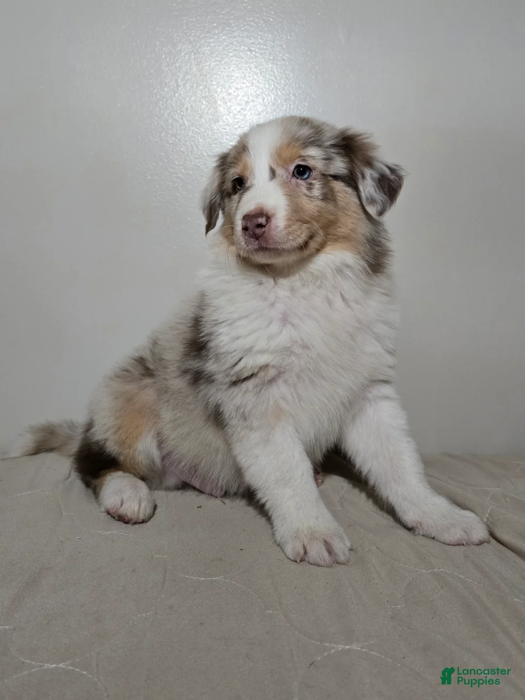 Australian Shepherd dogs for sale: Cinnamon  - Ad 3