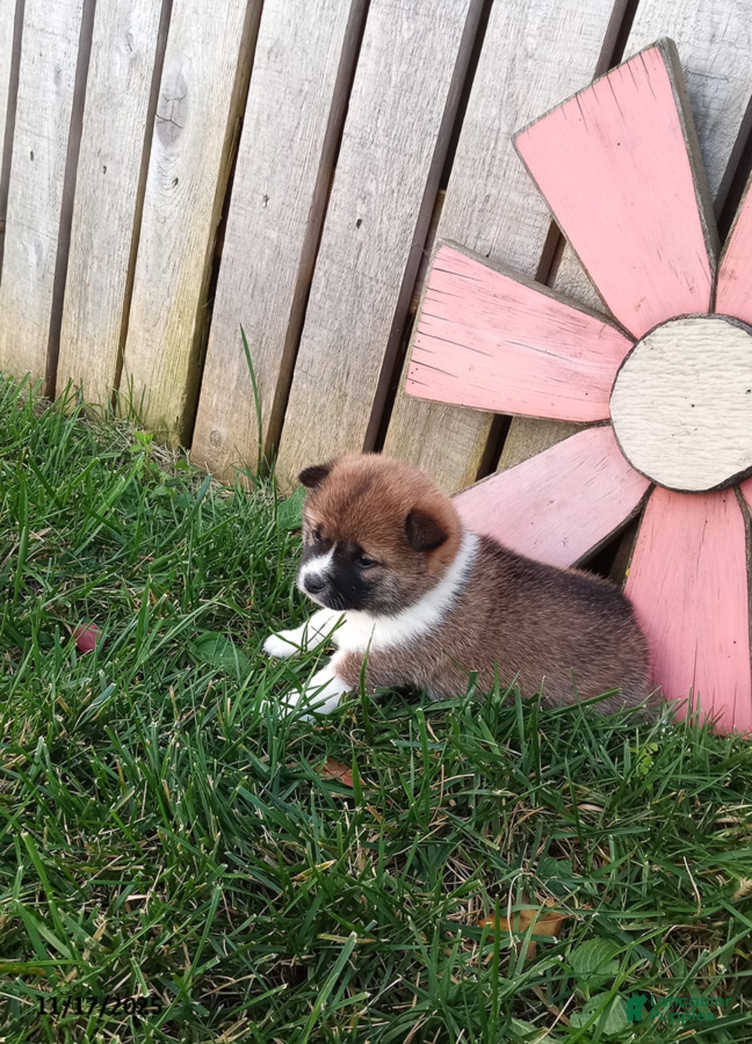 Shiba Inu dogs for sale: Rosie - Ad 4