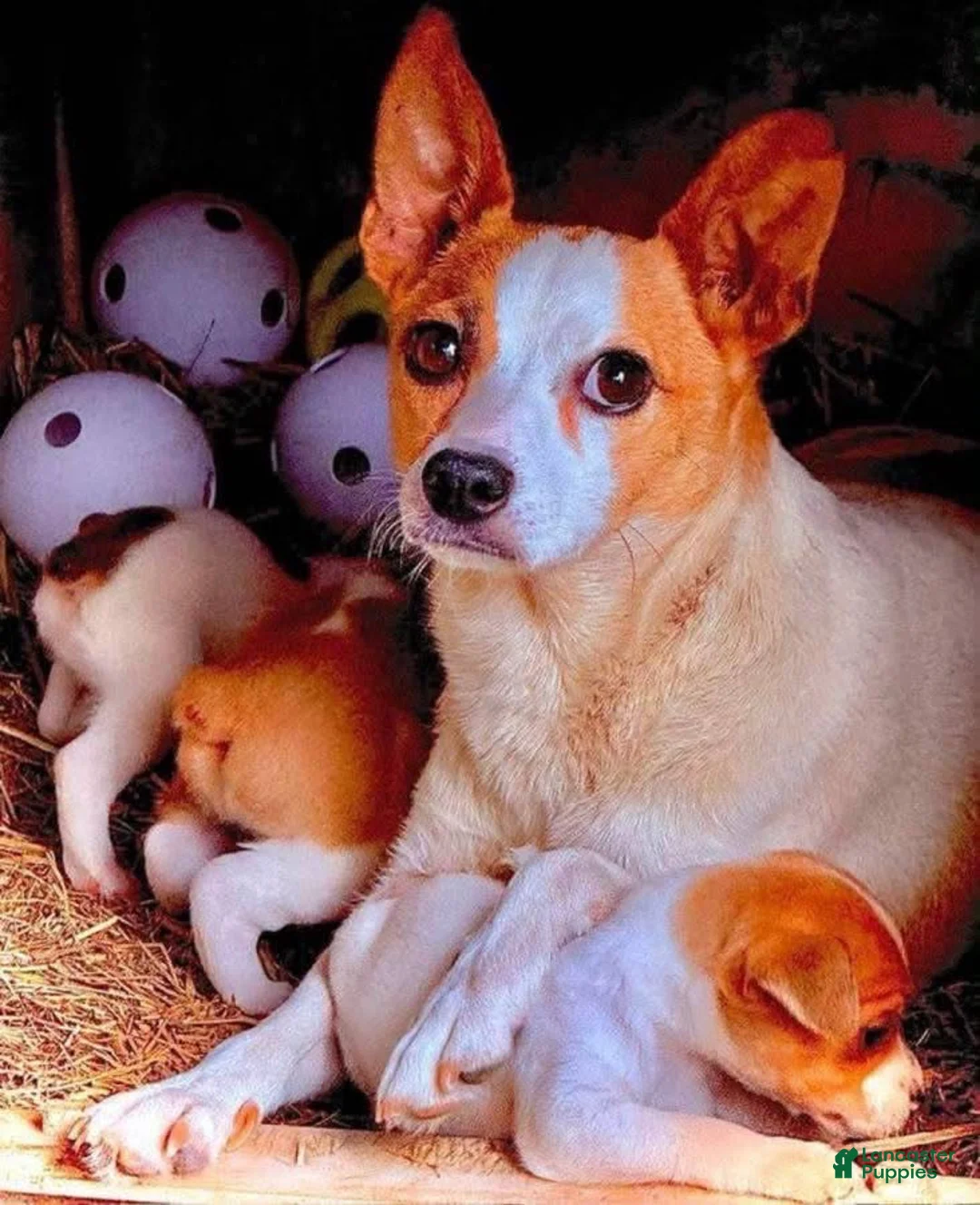 Other breed dogs for sale: Other breed ( treeing fiest full blooded ) 2 girls  - Ad 3