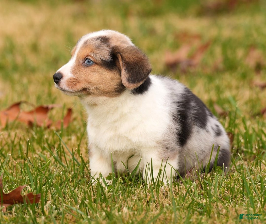 Welsh Corgi Pembroke dogs for sale: Clyde - Ad 2