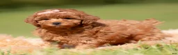 Toy Poodle dogs for sale: Scarlett AKC - Ad 2