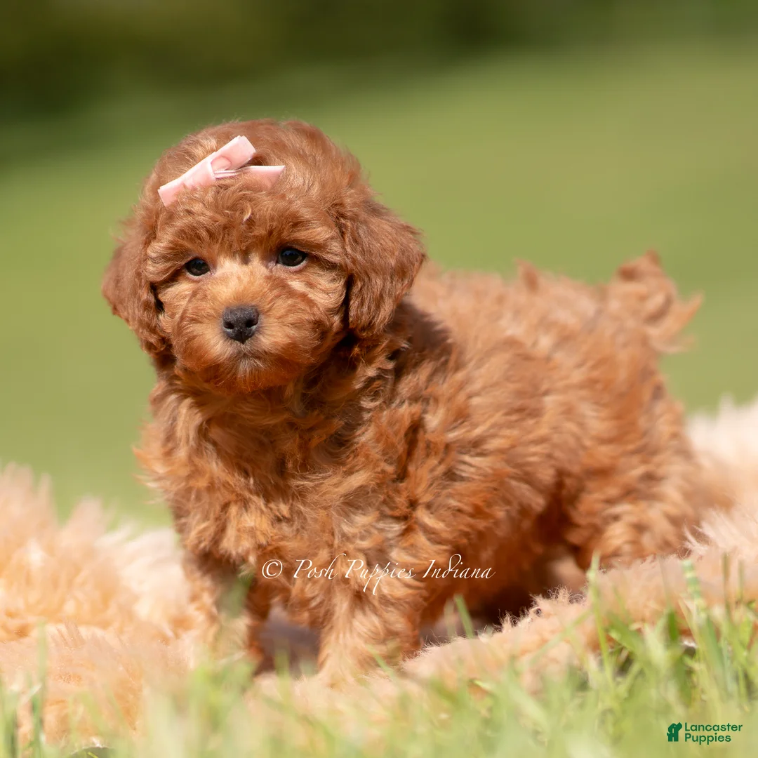 Toy Poodle dogs for sale: Scarlett AKC - Ad 2