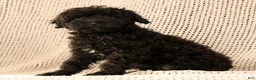Yorkiepoo dogs for sale: Zack - Ad 5