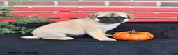Mixed Breed dogs for sale: Daisy - Ad 3