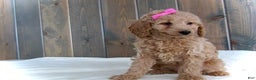 Mini Goldendoodle dogs for sale: Mindy - Ad 14