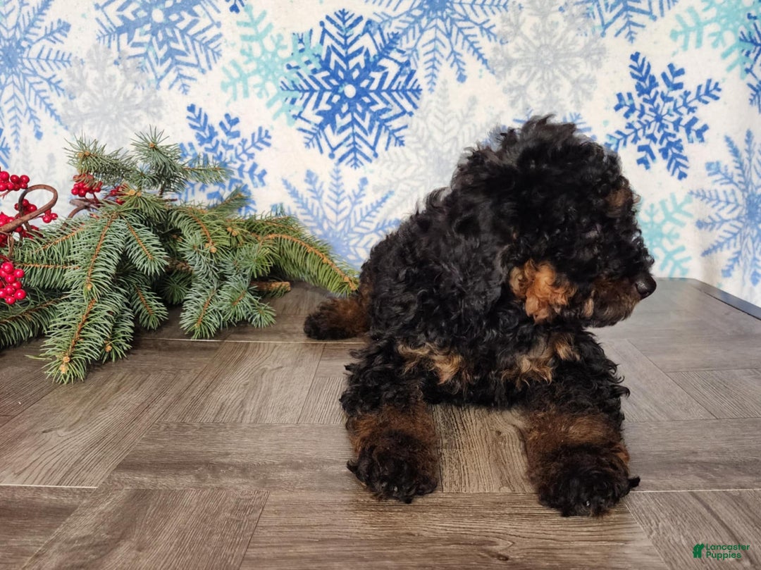 Mini Bernedoodle dogs for sale: Klaus - Ad 15