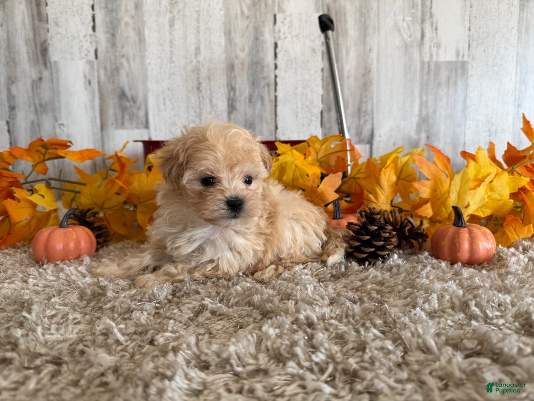 Maltipoo dogs for sale: Ozzy - Ad 7