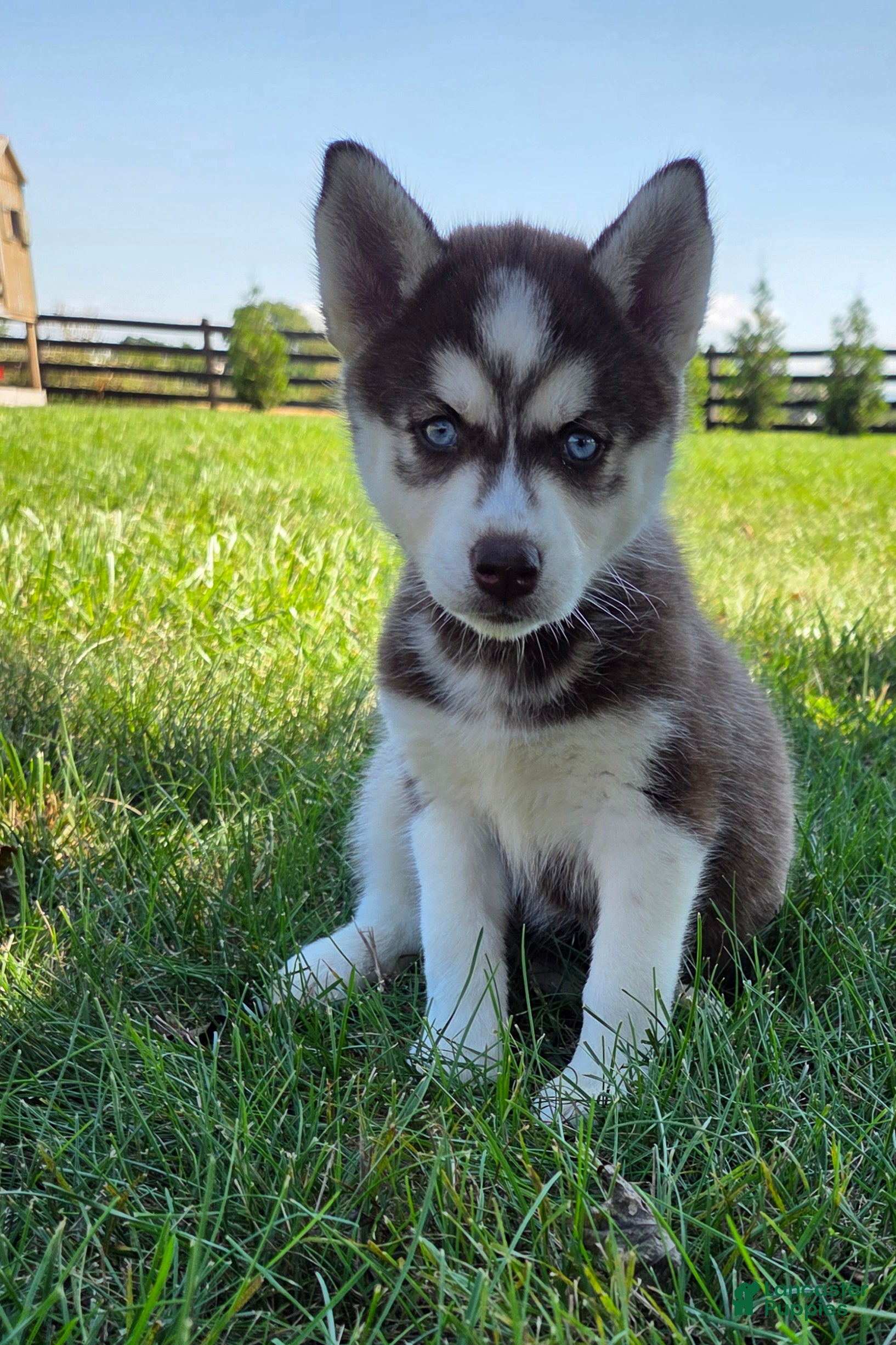 Siberian Husky dogs Ginger - Ad 1