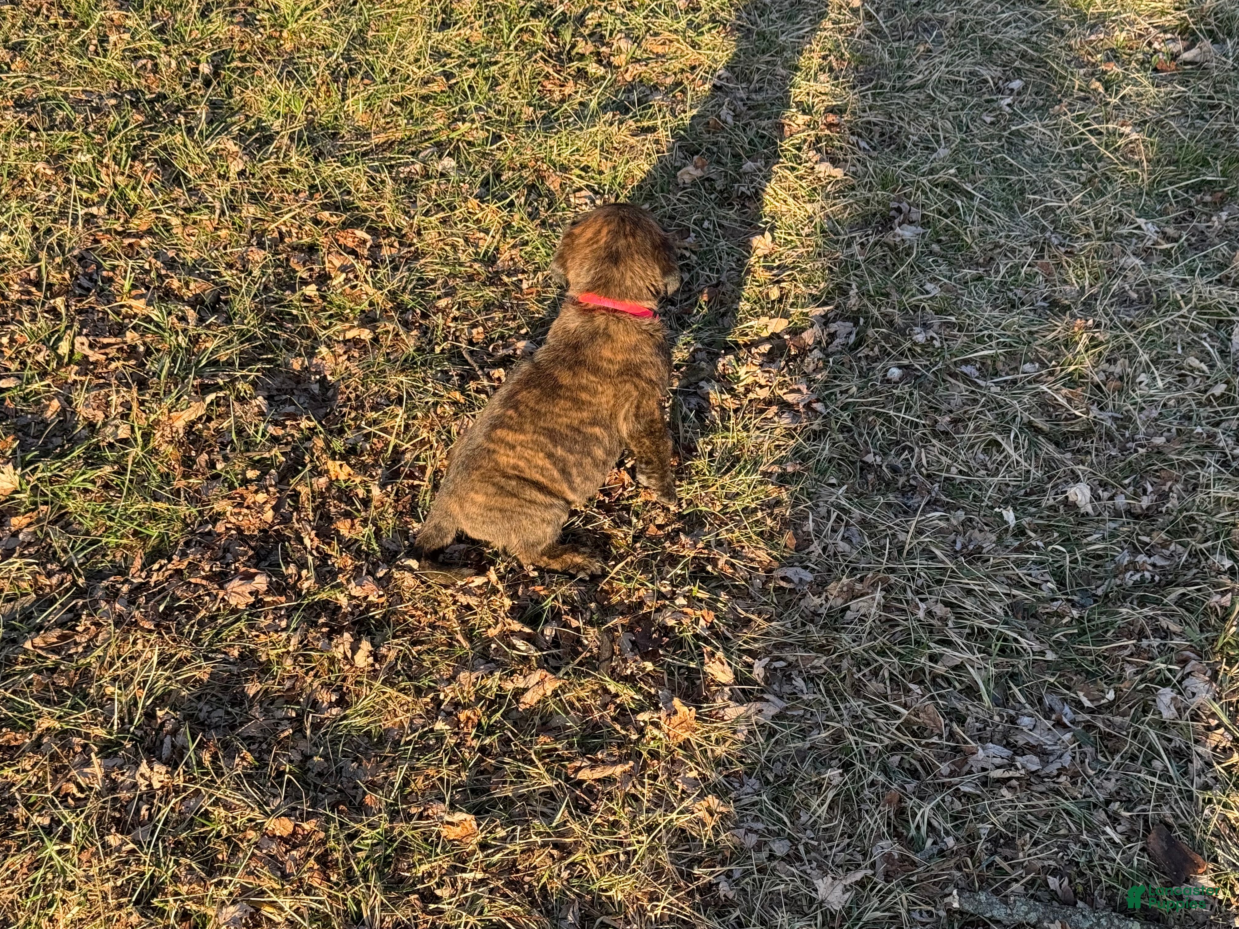 English Mastiff dogs English Mastiff Puppy “Pink” - Ad 14