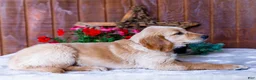 Golden Retriever dogs for sale: Jasmine - Ad 3