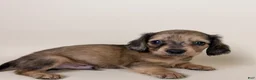 Miniature Dachshund dogs for sale: Stetson  - Ad 3