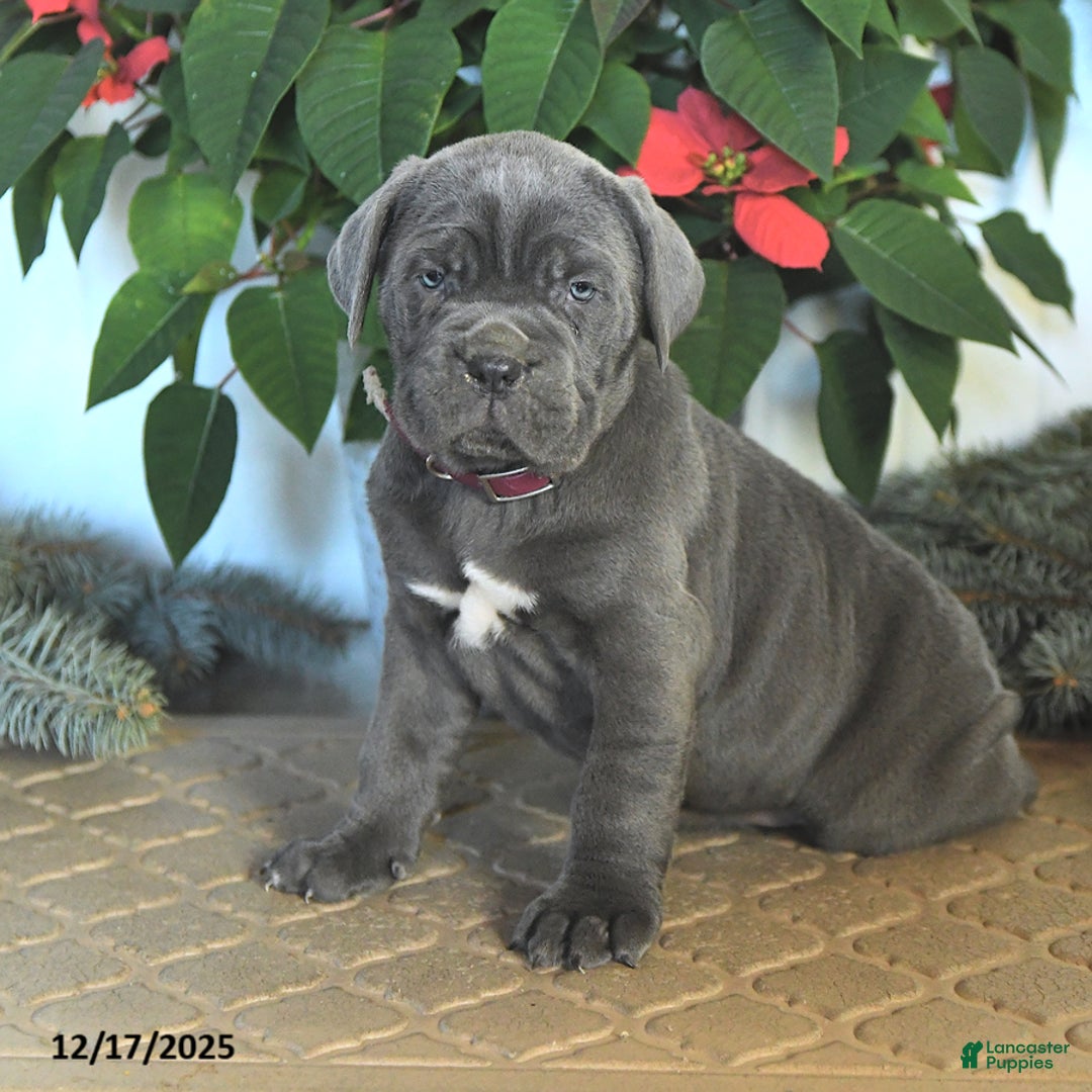 Cane Corso dogs for sale: Flicker - Ad 3
