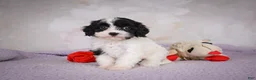 Cavapoo dogs for sale: Cavapoo 2 - Ad 3
