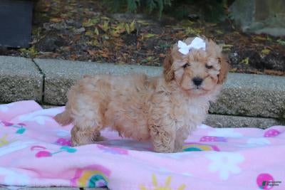 Cavapoo dogs Russel - Ad 1