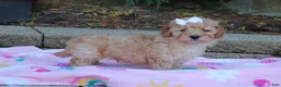 Cavapoo dogs for sale: Russel - Ad 5