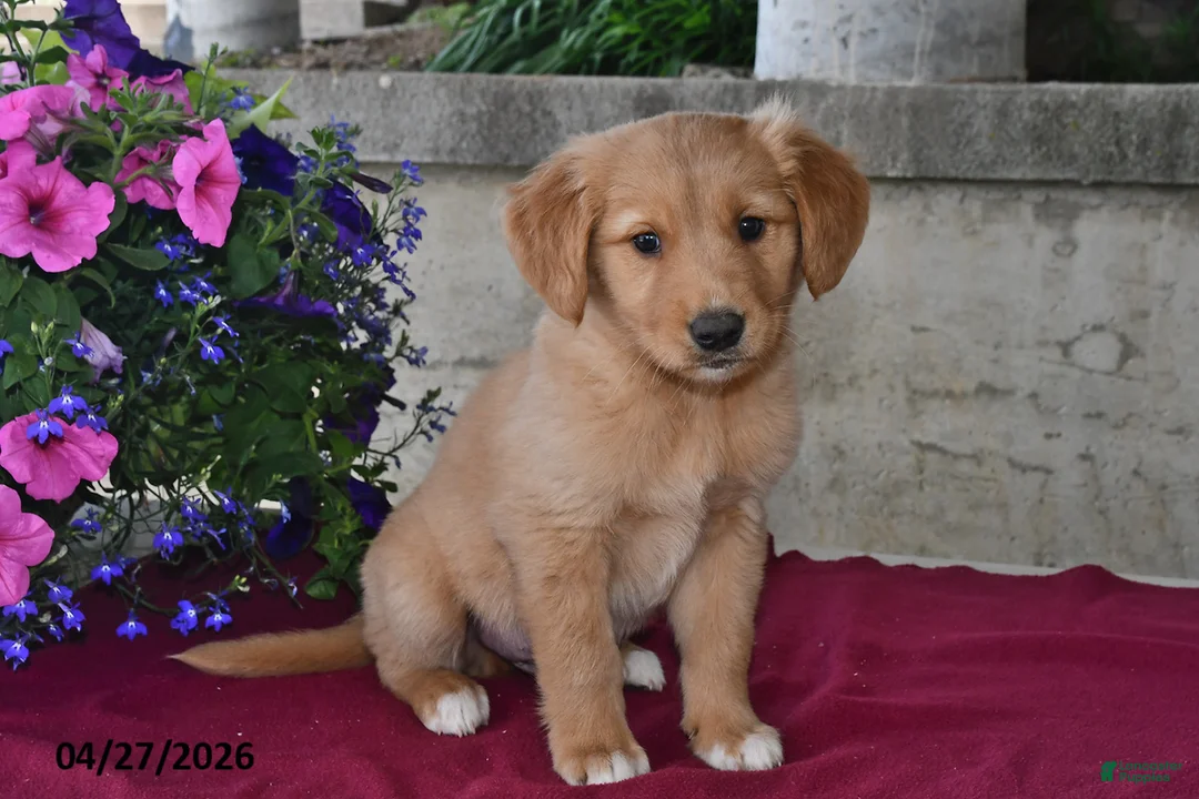 Goberian dogs for sale: Oscar - Ad 2