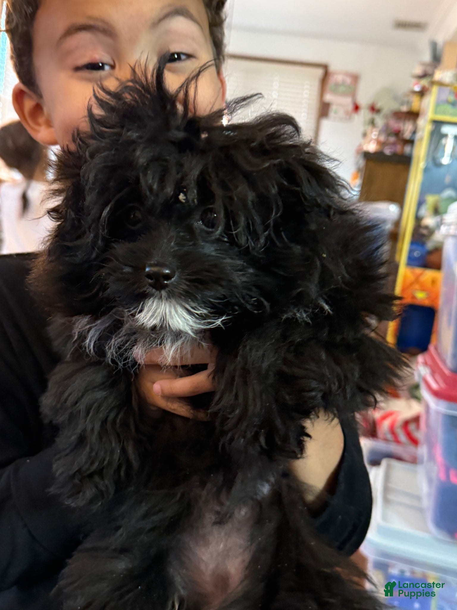 Pomapoo dogs Pomapo Puppy 1 - Ad 1
