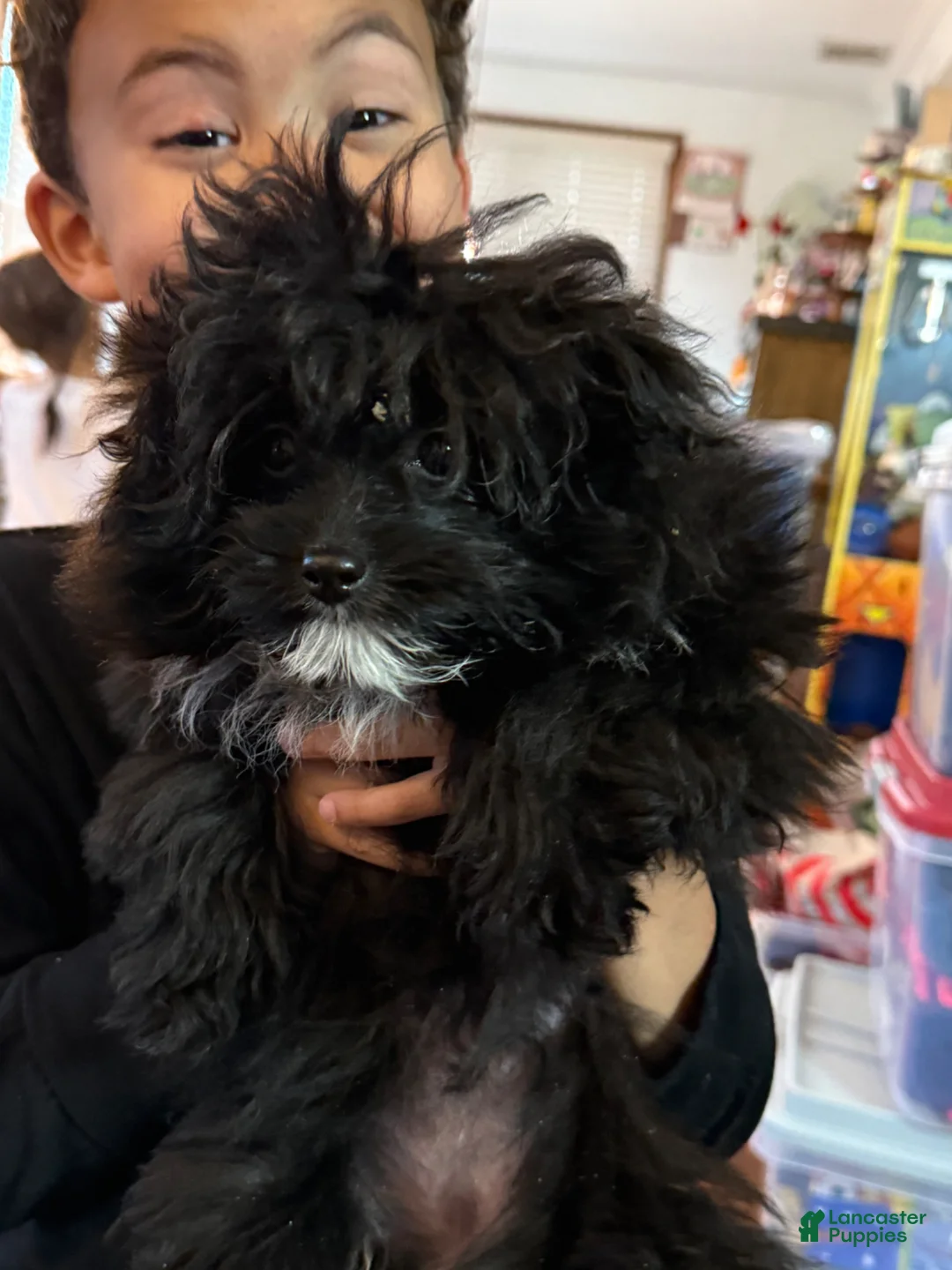 Pomapoo dogs for sale: Pomapo Puppy 1 - Ad 1