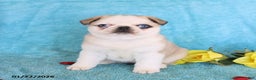 Pug dogs for sale: Mary Lou - Ad 3