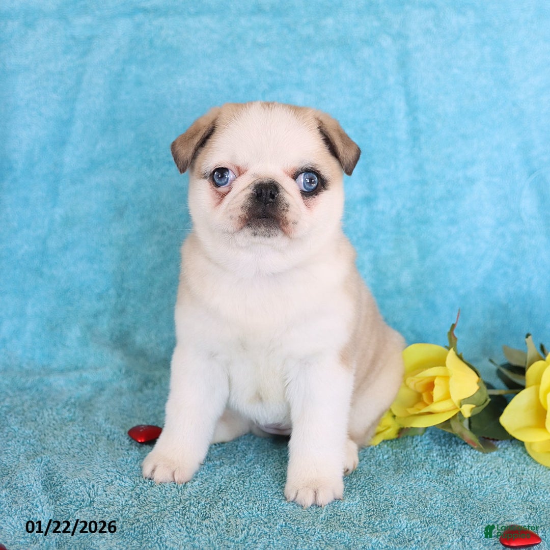Pug dogs for sale: Mary Lou - Ad 3