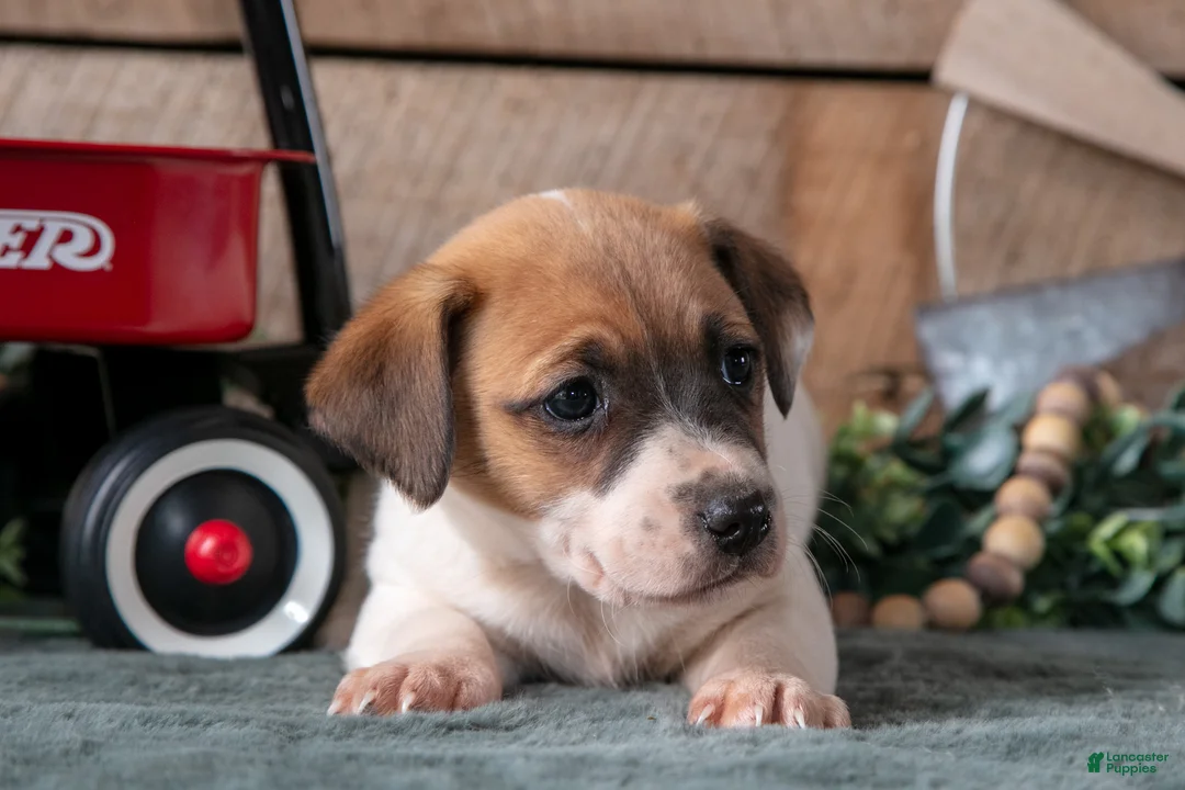Jack Russell Terrier dogs for sale: Pepper - Ad 3
