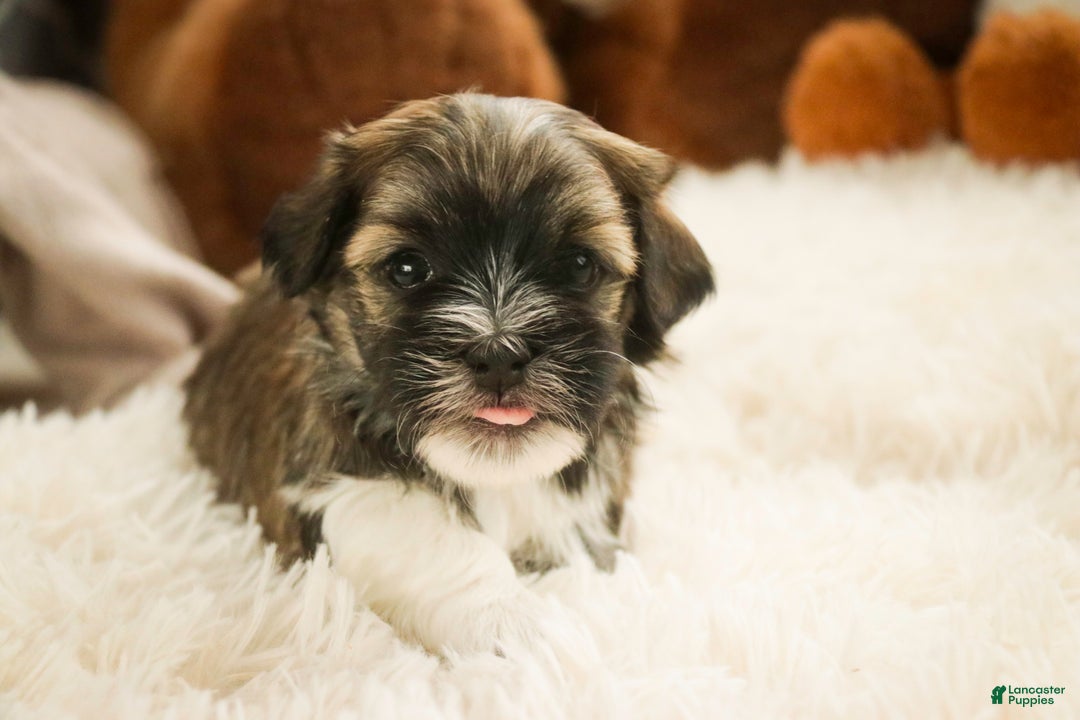 Havanese dogs for sale: Rambo - Ad 3