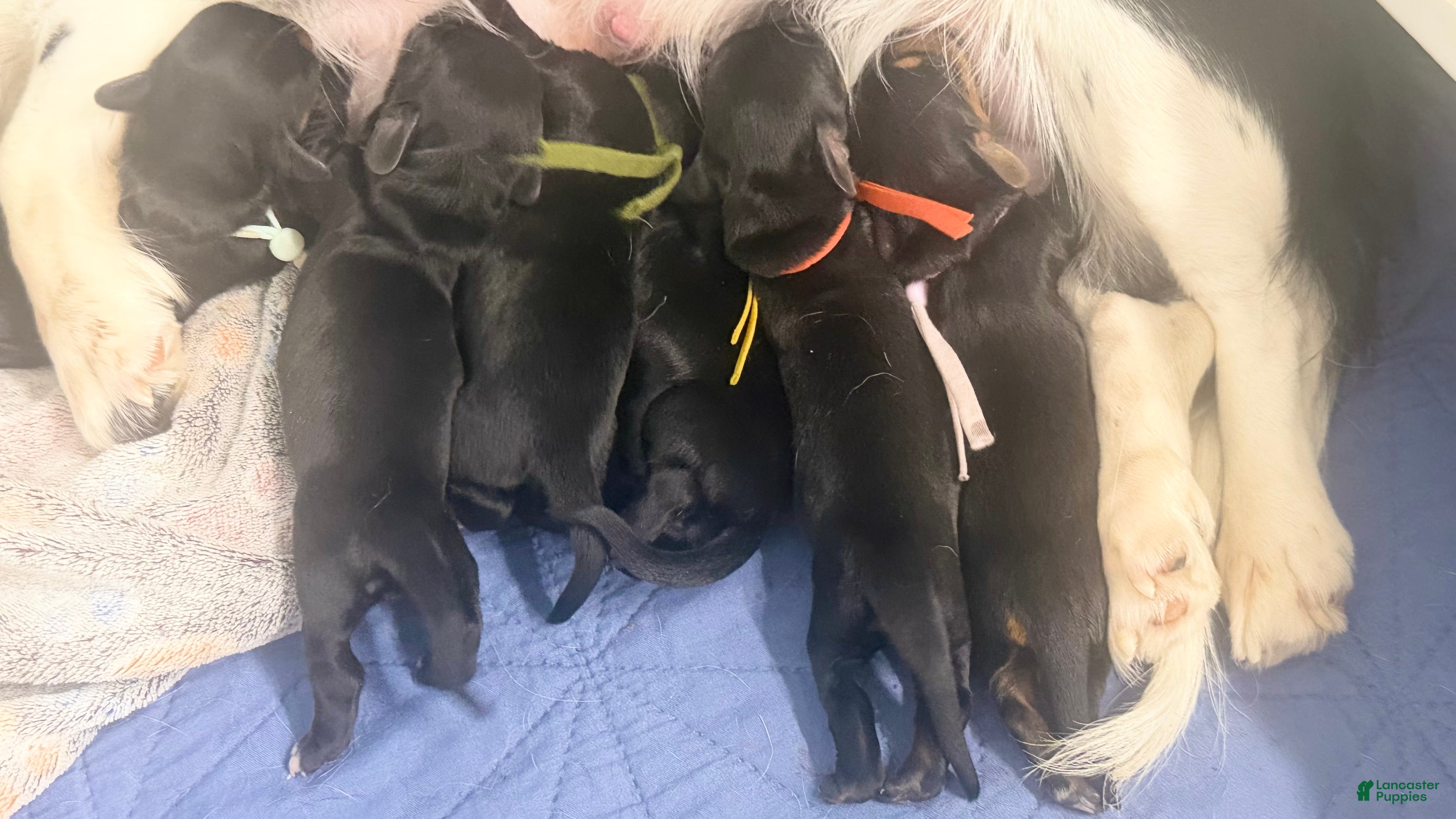 Miniature Dachshund dogs Miniature Dachshund 2 - Ad 1