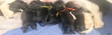 Miniature Dachshund 2