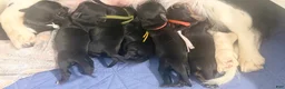 Miniature Dachshund dogs for sale: Miniature Dachshund 2 - Ad 1