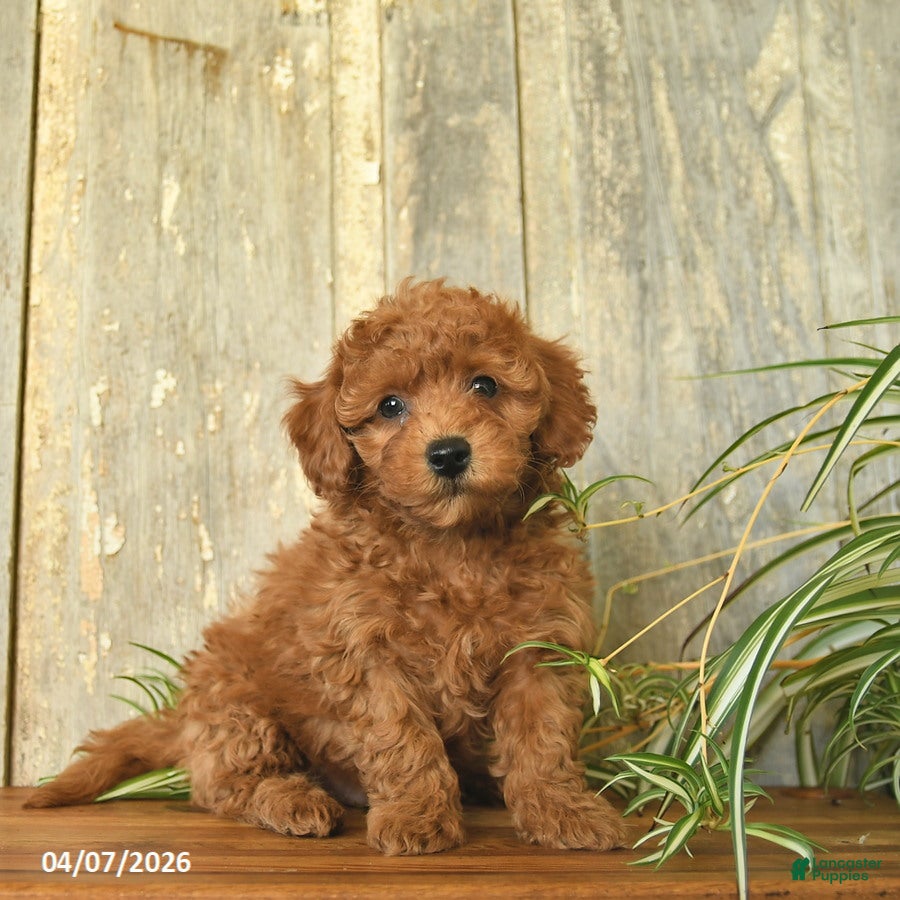 Maltipoo dogs Jordan  - Ad 1