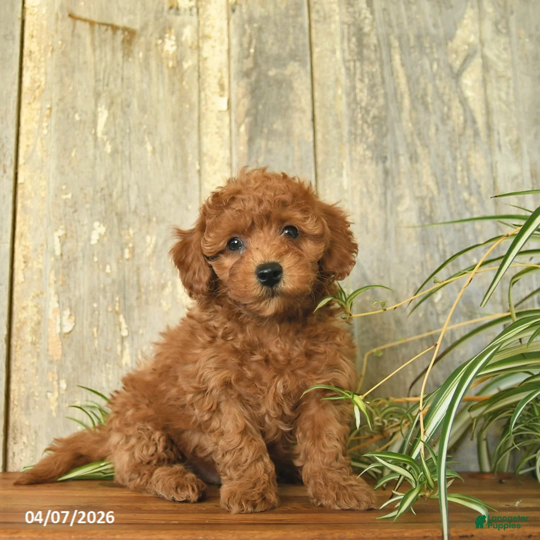 Maltipoo dogs for sale: Jordan  - Ad 1