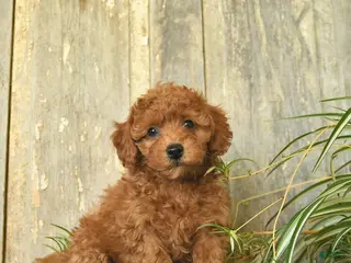 Maltipoo dogs for sale: Jordan - Ad 3