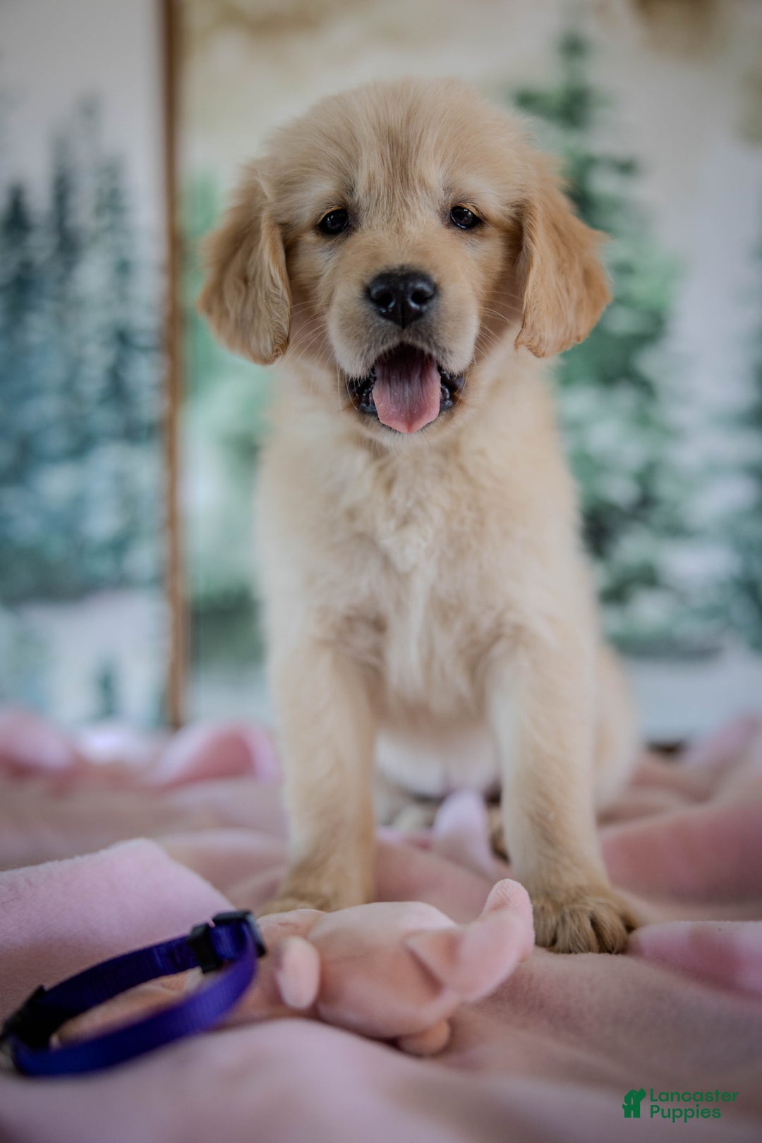 Golden Retriever dogs for sale: Purple - Ad 4