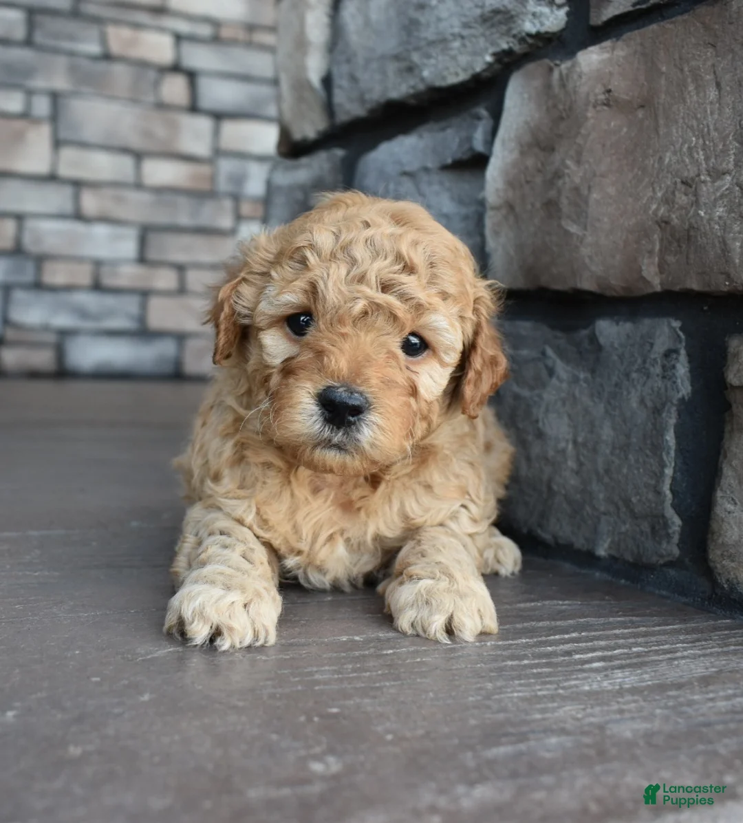 Mini Goldendoodle dogs for sale: Reed - Ad 1