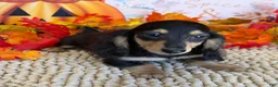 Miniature Dachshund dogs for sale: Justin - Ad 1