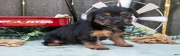 Yorkshire Terrier dogs for sale: Cinnamon - Ad 4