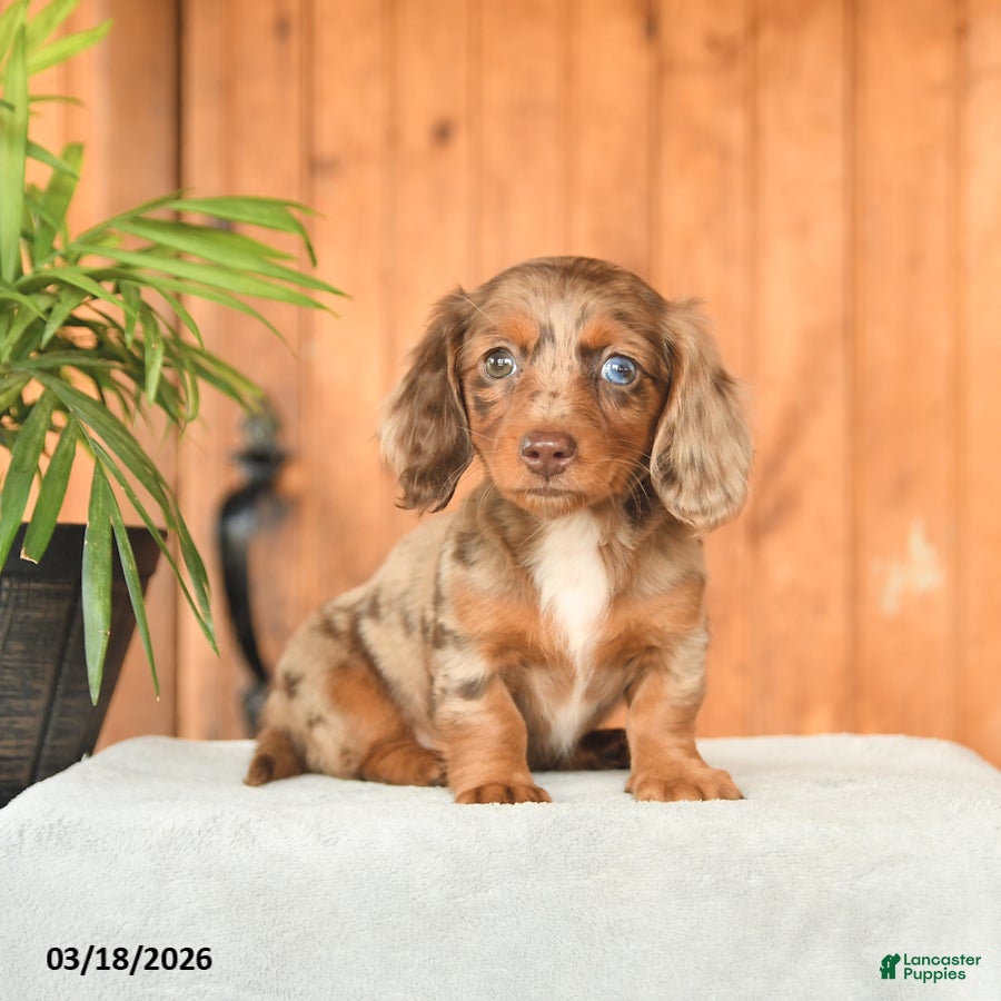 Miniature Dachshund dogs Choca - Ad 1