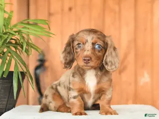 Miniature Dachshund dogs for sale: Choca - Ad 2